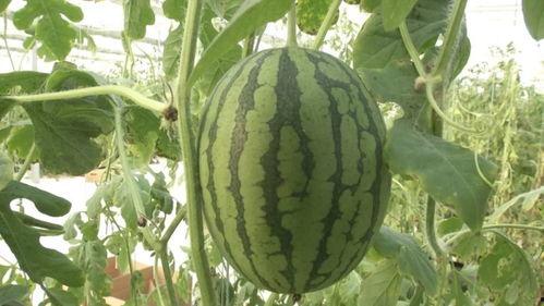 冬天也吃瓜,冬季也能尽享清凉美味