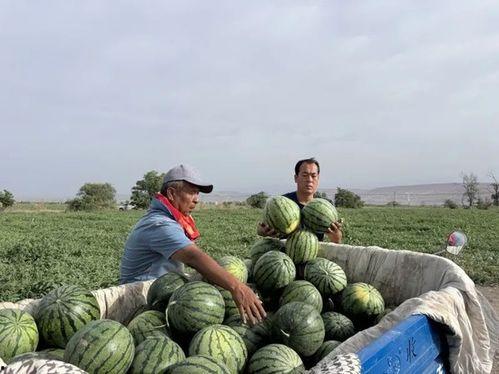 龙岛吃瓜,揭秘神秘吃瓜背后的故事